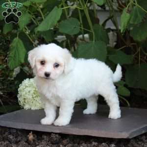 Meggie, Bichon Frise Puppy